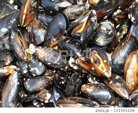 大量のムール貝 131501226
