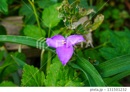 庭に咲いたムラサキツユクサ 庭に咲いたムラサキツユクサ 131501232