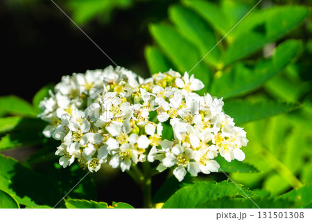白山の室堂平に群生するウラジロナナカマドの花々　初夏の白山御前峰登山（トンビ岩コース） 131501308