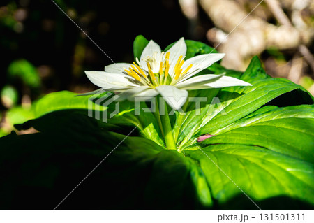 白山の室堂平に群生するキヌガサソウ(衣笠草)の花(別名:ハナガサソウ) 初夏の白山御前峰登山 白山の室堂平に群生するキヌガサソウ(衣笠草)の花(別名:ハナガサソウ) 初夏の白山御前峰登山 131501311