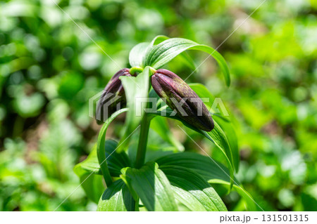 白山の室堂平に群生するクロユリ(黒百合)のつぼみ 初夏の白山御前峰登山 白山の室堂平に群生するクロユリ(黒百合)のつぼみ 初夏の白山御前峰登山 131501315
