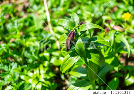 白山の室堂平に群生するクロユリ（黒百合）のつぼみ　初夏の白山御前峰登山 131501318