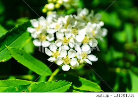 白山の室堂平に群生するウラジロナナカマドの花々　初夏の白山御前峰登山（お池めぐりコース） 131501319