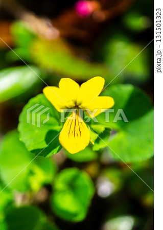 白山の黒ボコ岩付近に群生するキバナノコマノツメの花　初夏の白山御前峰登山（黒ボコ岩コース） 131501323