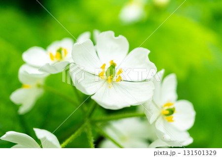 白山の砂防新道に群生するサンカヨウ（山荷葉）の花　初夏の白山御前峰登山 131501329