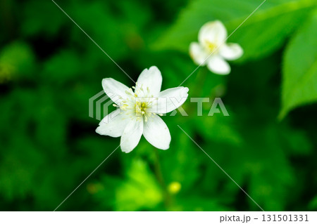 白山の砂防新道に群生するニリンソウ（二輪草）の花　初夏の白山御前峰登山 131501331