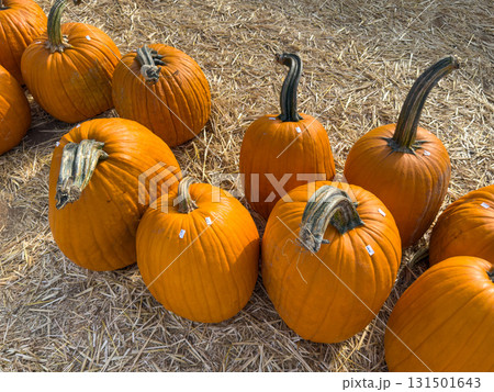 Large piles scattering of small pumpkins and gourds 131501643