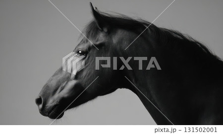 Black Horse Profile In Monochrome. Elegant Equine Beauty And Grace 131502001
