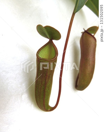 食虫植物 ウツボカズラ 食虫植物 ウツボカズラ 131502095