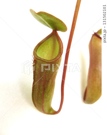 食虫植物 ウツボカズラ 食虫植物 ウツボカズラ 131502101