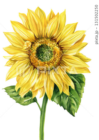 Watercolor Sunflower Illustration. Bright Yellow Summer Flower Clipart, Rustic Botanical Floral Artwork, Nature Decor 131502250