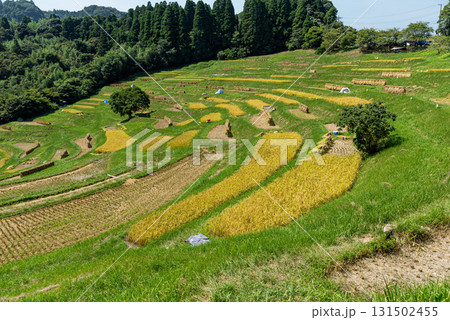 千葉県鴨川市 大山千枚田の棚田 千葉県鴨川市 大山千枚田の棚田 131502455
