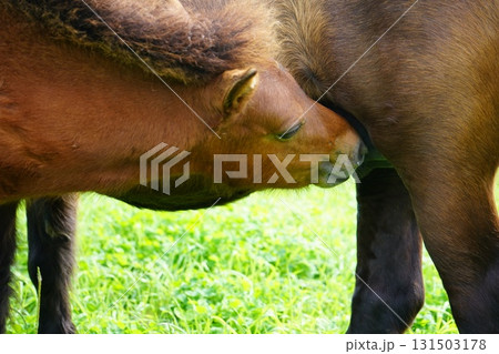 おっぱいを飲むポニーの赤ちゃん 131503178
