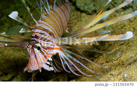 Devil Firefish, Red Sea 131503470