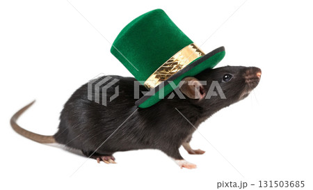 Mouse, cute animal, isolated on a transparent background PNG Mouse, cute animal, isolated on a transparent background PNG 131503685