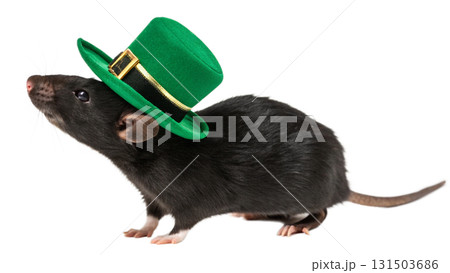 Mouse, cute animal, isolated on a transparent background PNG Mouse, cute animal, isolated on a transparent background PNG 131503686