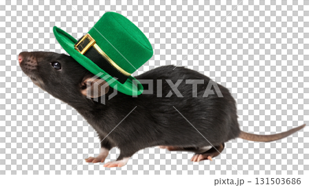Mouse, cute animal, isolated on a transparent background PNG Mouse, cute animal, isolated on a transparent background PNG 131503686
