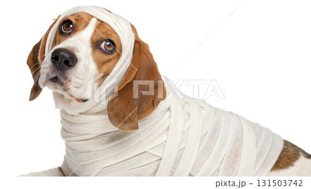 dogs wearing Halloween costumes, isolated on a transparent background PNG 131503742