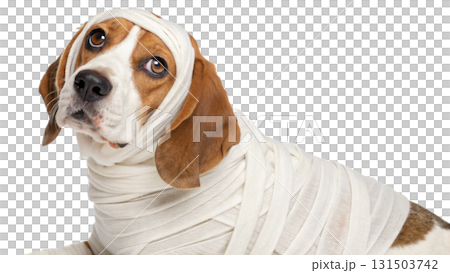 dogs wearing Halloween costumes, isolated on a transparent background PNG 131503742