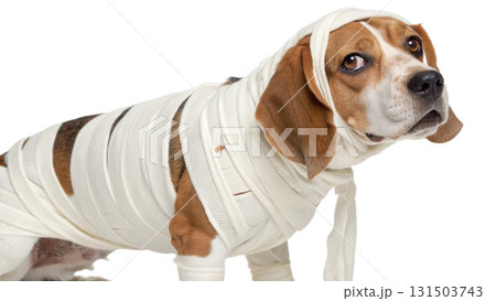 dogs wearing Halloween costumes, isolated on a transparent background PNG 131503743