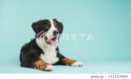 Bernese mountain dog lying down and panting on turquoise background 131503906