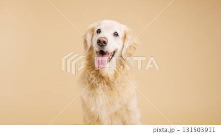 Golden retriever posing on beige background with tongue out 131503911