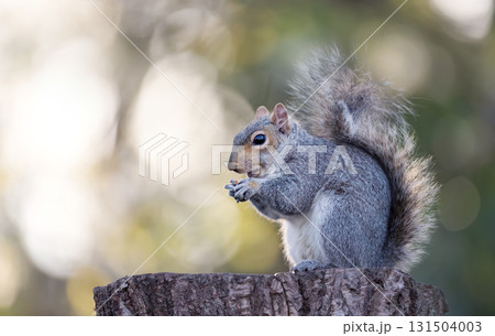 Grey squirrel eating nut on a tree stump 131504003
