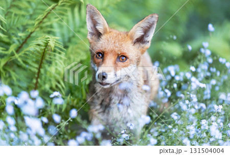 Portrait of a cute red fox framed by green ferns and blue flowers Portrait of a cute red fox framed by green ferns and blue flowers 131504004