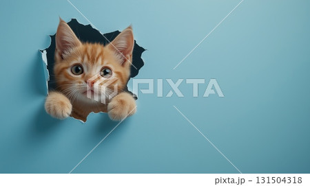 A ginger kitten with wide eyes peeking through a ripped hole in a pastel blue background, looking curious 131504318