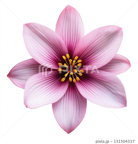 Pink and white flower with pointed petals and yellow stamens isolated on a white background 131504337