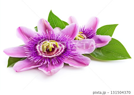 Light pink passionflowers with delicate petals and detailed filaments, arranged with green leaves on a white background 131504370