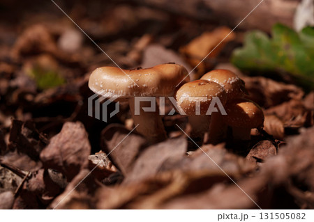 Fox mushrooms from the middle of an autumn leaf. Fox mushrooms from the middle of an autumn leaf. 131505082