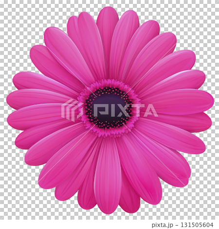 vibrant pink gerbera daisy with detailed petals and dark center, isolated on transparency background, showcasing its natural beauty and intricate design 131505604