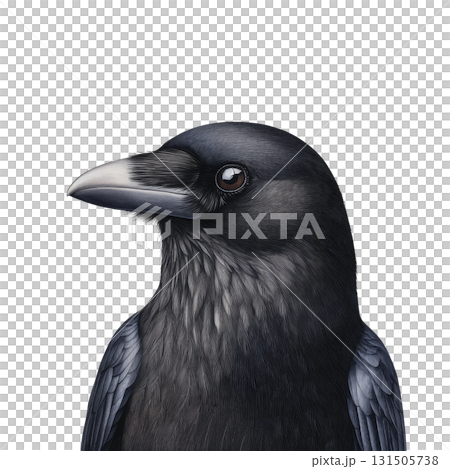 detailed illustration of raven showcases its glossy black feathers and sharp beak, capturing bird intelligent and mysterious nature. artwork highlights intricate textures and subtle color 131505738