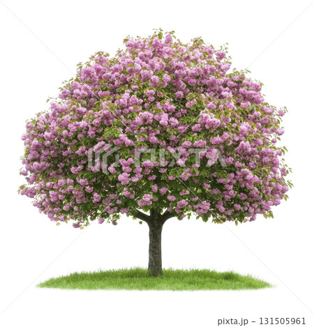 lush tree with vibrant pink blossoms stands on patch of green grass, showcasing nature beauty and tranquility. full bloom creates stunning visual contrast against green foliage 131505961