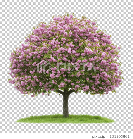 lush tree with vibrant pink blossoms stands on patch of green grass, showcasing nature beauty and tranquility. full bloom creates stunning visual contrast against green foliage 131505961