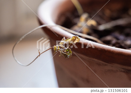 Dried flower in a clay pot with soil. The flower is brown and wilted, showing signs of age. The pot is simple and unadorned, made of terracotta. 131506101