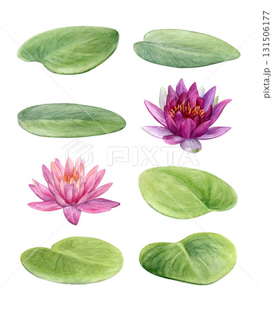 Watercolor set of water lilies isolated on a white background. Hand painted pink flowers and green leaves. Good for postcards, invitations, greeting cards Watercolor set of water lilies isolated on a white background. Hand painted pink flowers and green leaves. Good for postcards, invitations, greeting cards 131506177