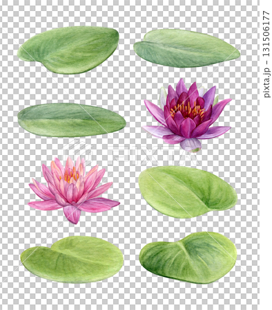Watercolor set of water lilies isolated on a white background. Hand painted pink flowers and green leaves. Good for postcards, invitations, greeting cards Watercolor set of water lilies isolated on a white background. Hand painted pink flowers and green leaves. Good for postcards, invitations, greeting cards 131506177