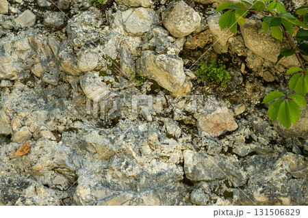Green Plant Branch Growing on Natural Stone Surface, Eco Nature Background 131506829