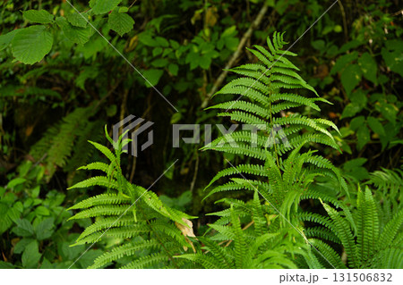 Green Fern Growing in Alpine Forest Nature 131506832