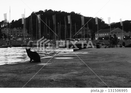Black cat waiting a fish  131506995