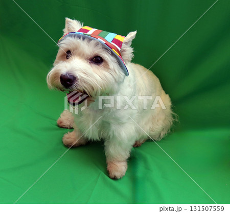 A cheerful white West Terrier sits comfortably, wearing a colorful Panama hat that adds a fun touch to its playful demeanor. The vibrant background enhances the joyful scene. 131507559