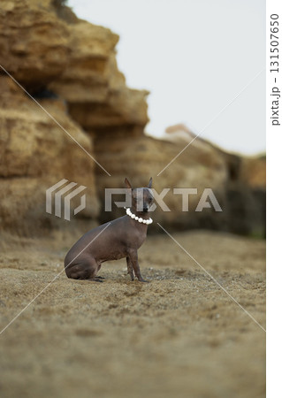 Peruvian Hairless Dog sits calmly on the sandy beach surrounded by rocks. The unique breed showcases its bare skin and wears a pretty collar. It enjoys the sunny day by the coast. Peruvian Hairless Dog sits calmly on the sandy beach surrounded by rocks. The unique breed showcases its bare skin and wears a pretty collar. It enjoys the sunny day by the coast. 131507650