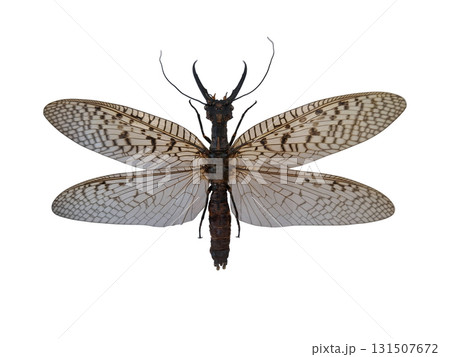 This giant tropical droopwing Corydalus insect showcases its impressive large jaws and intricate wings. Captured in an isolated setting, it presents a fascinating example of nature's unique creatures. This giant tropical droopwing Corydalus insect showcases its impressive large jaws and intricate wings. Captured in an isolated setting, it presents a fascinating example of nature's unique creatures. 131507672