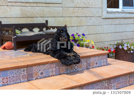 Relaxed Guardian(Black Spaniel). Relaxed Guardian(Black Spaniel). 131507809