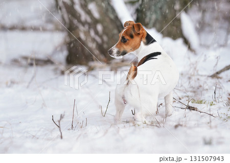 Small Jack Russell terrier dog walking on snow covered ground in winter near small trees, view from rear, her face covered with white crystals Small Jack Russell terrier dog walking on snow covered ground in winter near small trees, view from rear, her face covered with white crystals 131507943