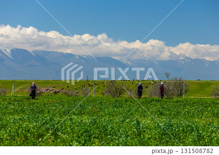 Three Middle Eastern women standing in peaceful rural field Three Middle Eastern women standing in peaceful rural field 131508782