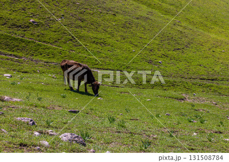 Cow grazing peacefully on hillside in rural grassy field Cow grazing peacefully on hillside in rural grassy field 131508784