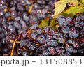 Overripe red wine grapes with shriveled skins and bursting berries releasing juice during early fermentation, close up texture ideal for winemaking, harvest and production visuals 131508853